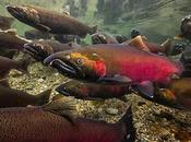 Salmon Going Extinct Won't Behind