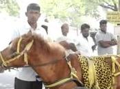 Horse Carts Bullock Back Roads Solution Fuel Crisis