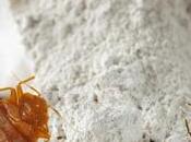 Diatomaceous Earth Bugs