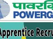 PGCIL Apprentice Recruitment 2022 Vacancy, Apply Online