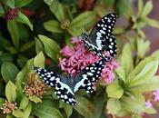 Sighting Butterflies