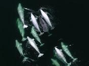 Beluga Whale Lands Chennai