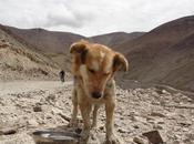 Residential Rumi: Himalayan Dogumentary Part