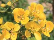 DAILY PHOTO: Yellow Blossoms