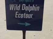 Seeking Flipper Wild Dolphin Ecotour with Florida Aquarium