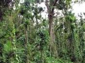 Quantity, Quality Slow Recovery Disturbed Tropical Forests