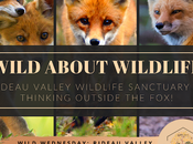 Wild About Wildlife Month: Rideau Valley Sanctuary's Adorable Baby Foxes