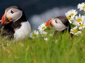 Cliff Hanger, Puffins More