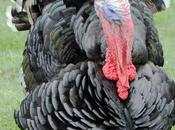 Numerology Name Change Turkey Becomes Türkiye