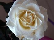 Beau White Rose