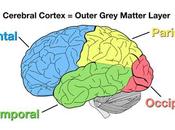 Cerebral Cortex: Know Your Brain!
