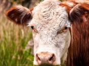 Blundstone Vegan Boots: Must-have Boots Fall