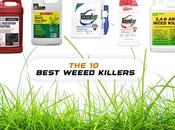 Best Weed Killers 2022 (Ultimate Review)