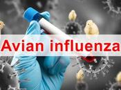 What Avian Influenza?