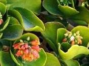 Grow Care Paddle Plant (Kalanchoe Thyrsiflora)