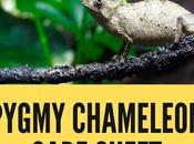 Pygmy Chameleon Care Sheet-(2022 Full Review)