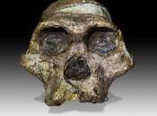Oldest Australopithecus Found
