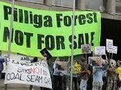 Save Pilliga Forest, Stop Coal Seam