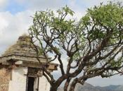 DAILY PHOTO: Tiny Temple Wind-blown Trees