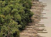 Deforestation Amazon Jungle Increases Nearly Third Year