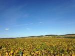 #Terroir-ist Tuesday: Chablis, Part