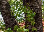 Tree Trunks Greens