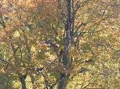 Autumn's Stained Glass