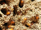 Tips Termites Home