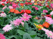 What Some Different Colours Gerberas?