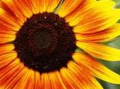 Incredible Health Benefits Sunflower Seeds Didn’t Know About