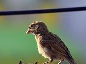 Life Lesson from Little Sparrow