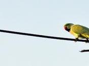 Parrots Amaradeepam Random Harvest