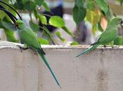 Milk Moustache Rose-ringed Parakeets