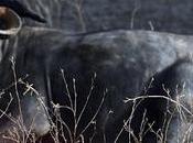 Buffalo Relaxing Crane Flying!