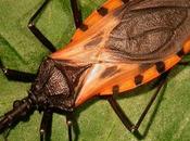 Most Dangerous Insects From Around World