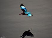 Shadows Nizhal Nigam Aagathu