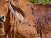 Ayurvedic Management Lumpy Skin Disease Cows Buffaloes