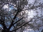 Branches