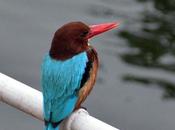 White-breasted Kingfisher