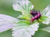 Close-up Catgerpillar
