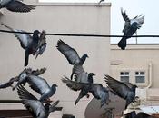 Pigeons' Fluttering