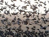 Pigeons Flock Birds Electric Wire