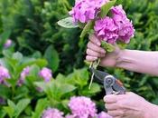 Care Hydrangeas After First Frosts Appear