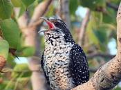 Sound Music Sarala Varisai Learnt from Kuyil