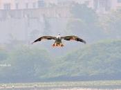 பறவைகள் கோப்பால் சினிமா!!! Chase Crooked Shadow !!!!