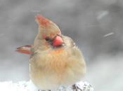 Snow, Birds Aren't Thrilled