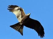 Milvus Migrans Black Kite பொன்னோவியம், கண்டேனம்மா