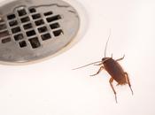 What Common Pest Issues Restaurants?