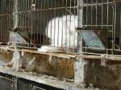 H&amp;M Stop Making Angora Products Response Undercover Rabbit Torture Video