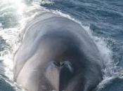 Featured Animal: Whale